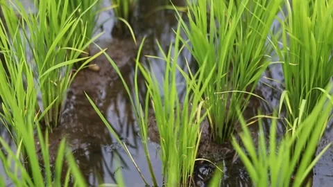 A close up shot of a rice paddy Stock Footage 245048908