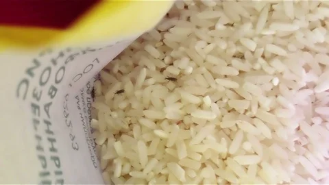Close up shot of rice weevil on rice. Stock Footage 78951488