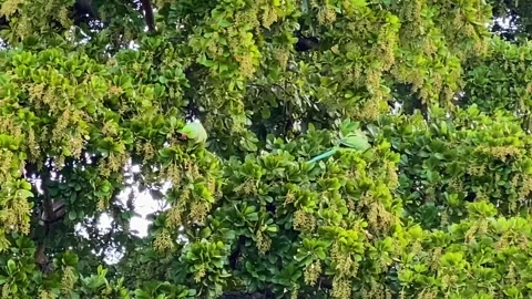 Close-up shot Ring-necked Parakeets feeding in a tree Stock Footage 291462453