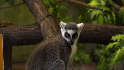 Close-up shot of Ring Tailed Lemur 動画素材 127002444