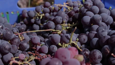 Close Shot of Ripe Grapes in the Box 스톡 동영상 256504331