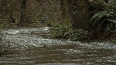 Close shot of a river running in a forest Stock Footage 122407524