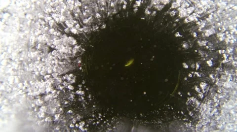 Close-up shot of a roach fish being pulled from a ice fishing hole Stock Footage 64276289