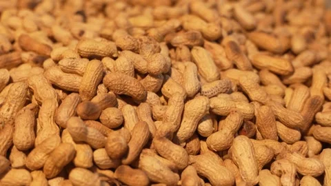 Close up shot of roasted peanuts in shells, dry snack food, healthy ingredi.. Stock Footage 337753279