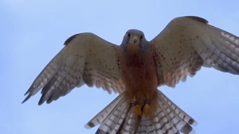 Close shot of Rock Kestrel hovering in frame in slow motion looking down at c Stock Footage 85513405