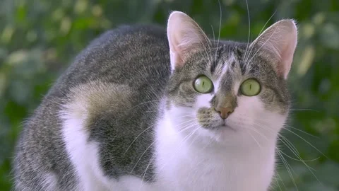 Close up shot of rooming Cat. gray white cat. Gray cat lifestyle, Stock Footage 242223209