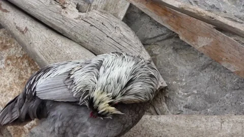 Close-up shot of a rooster on the farm Stock Footage 238477680
