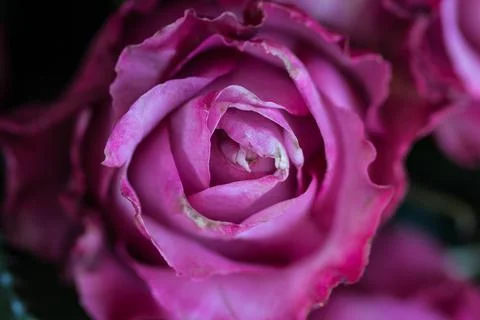 Close-up shot of a rose Stock Photos
