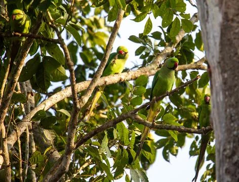 Close up shot of Rose ringed parakeets or ring necked parakeets sitting on .. Stock Photos