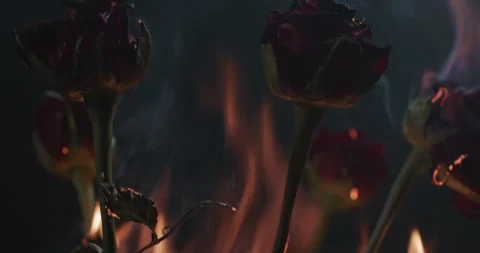 Close up shot of Roses Burning Stock Footage 255754866