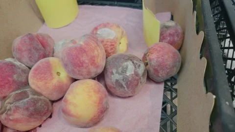 Close up shot of rotten flat peaches covered in fuzzy white mold and decay Stock Footage 345203006