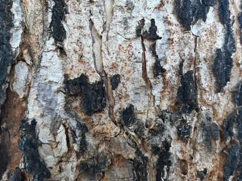 Close up shot of rough surface of tree trunk Foto stock
