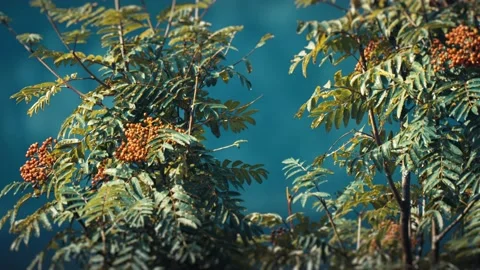A close-up shot of the rowan tree branches with orange berries. Stock Footage 202059163