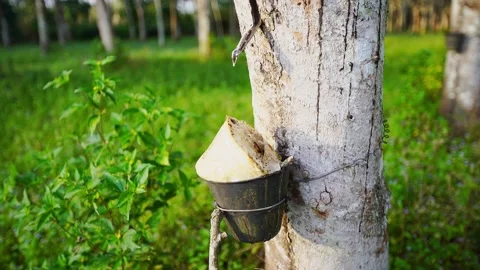 Close up shot of a rubber tree with a cup full of dried up latex on a sunny day. Video stock 166668552