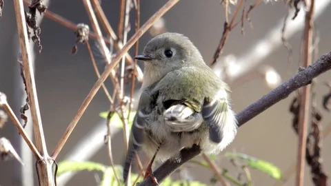 Close shot of Ruby-crowned Kinglet in New Jersey Vídeo Stock 98218133