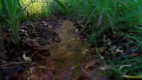 Close up shot of running water through the grass. Small Stream in rainy weather 動画素材 135421471