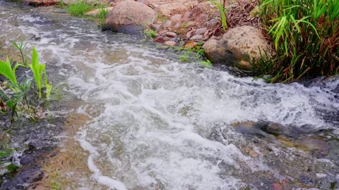 Close-up shot of a rushing stream among rocks and green plants Stock Footage 340797089