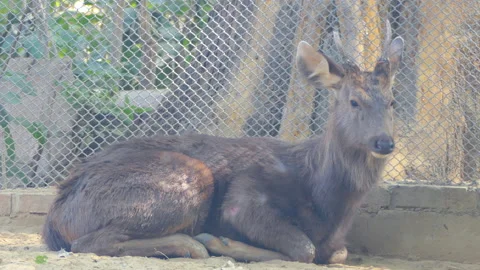 Close shot of a sambar deer sitting in the woods Stock Footage 146173596