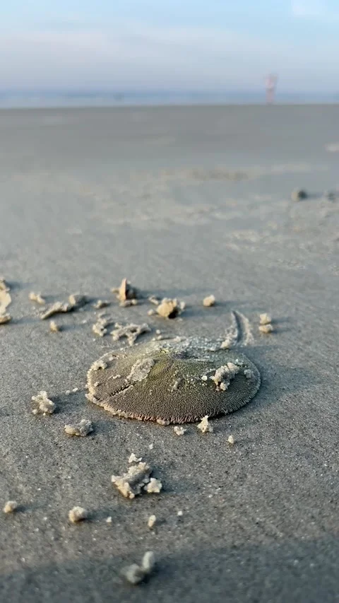 Close up shot of a sand dollar in the beach sand in the morning Stock Footage 196928447