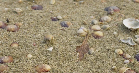 Close up shot of sandy beach full of empty freshwater shells and a leaf Stock Footage 258974444