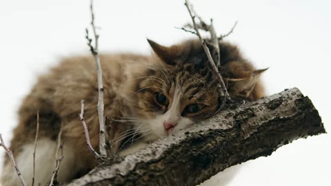 Close up shot of scared calico cat sitting on a tree branch against overcast  Stock-Footage 300095914