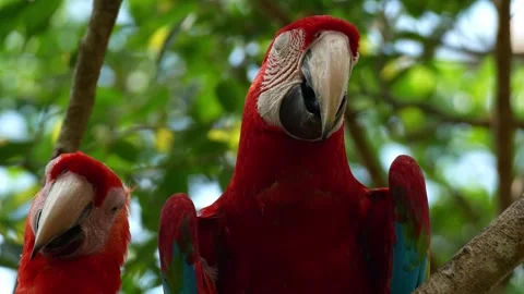 Close up shot of a Scarlet Macaw (Ara macao) and a Red-and-green Macaw (Ara 스톡 동영상 334551737