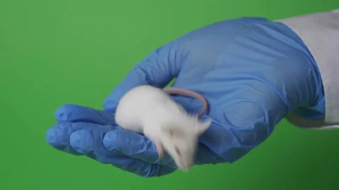 Close up shot of scientist’s hand in rubber gloves holding white laboratory Stock Footage 101218459