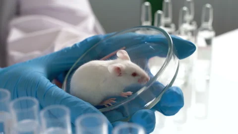 Close up shot of scientist’s hand in rubber gloves holding white laboratory Stock Footage 101221044