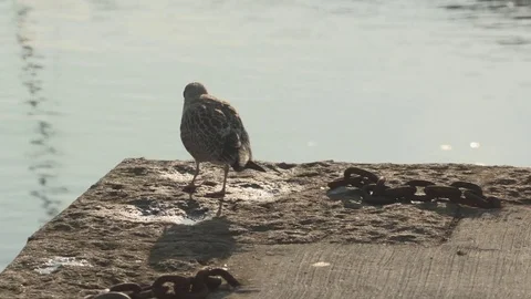 Close up shot of  sea gull chasing off another  Mevagissey, Cornwall UK Stock Footage 73914873
