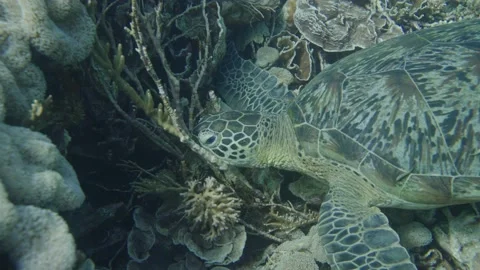 Close up shot of sea turtle resting underwater between plants and corals Stock Footage 226880416