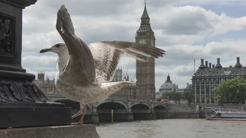 A close up shot of a seagull with Big Ben in the background. Stock Footage 99454064