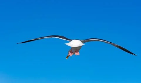 Close up shot of a Seagull bird while flying against blue sky Stock Photos