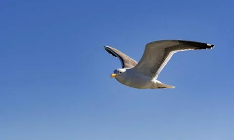 Close up shot of a Seagull bird while flying with wings wide open and gliding Stock Photos