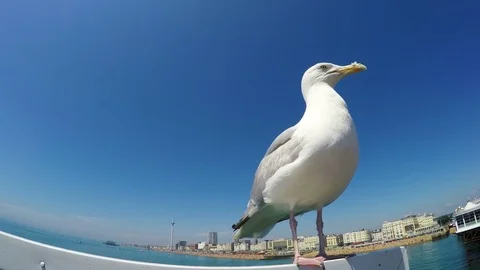 Close up shot of a seagull on a bright summer day in Brighton, UK Vídeo Stock 79934028