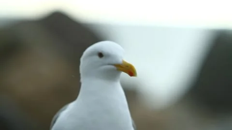 Close up Shot of Seagull Stock Footage 47461436