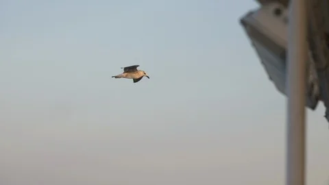 Close-up shot of a Seagull gliding flying in the sky from a boat in the sea Stock-Footage 101564540