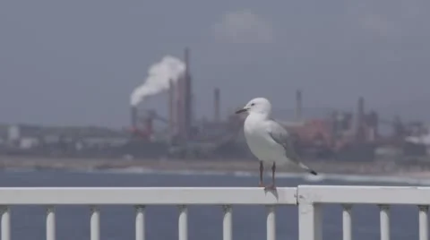 Close up shot of Seagull on railing with factory in background coming into focus Stock Footage 56480852