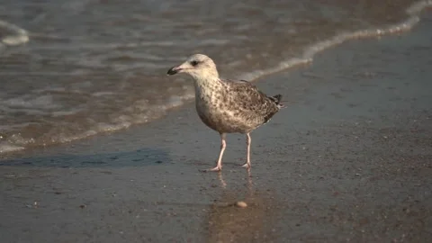 Close up shot of seagull on sandy beach beside ocean during golden sunset, Stock Footage 233800931