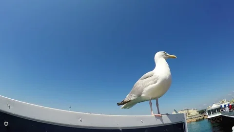 Close up shot of a seagull standing on a pier against blue sky, Brighton, UK Stock Footage 79925519