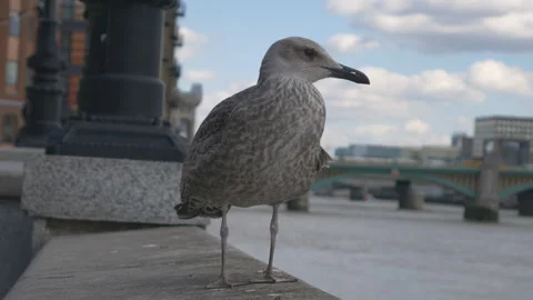 A close up shot of a seagull standing by a Thames River. Stock Footage 288510419