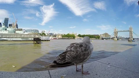 Close up shot of a seagull with Tower Bridge in the background Stock Footage 79506411