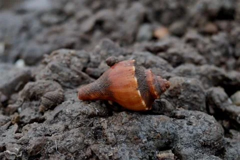A close-up shot of a seashell lying on a sandy or muddy surface Juhu Chowpa.. Stock Photos
