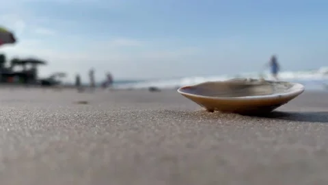 Close up shot seashell on sandy beach shore with ocean water sunny day blue sky Stock Footage 237583354