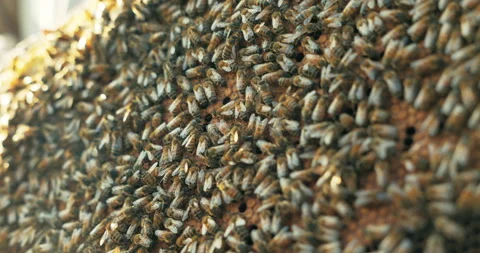 Close up shot selective focus on busy bees insects working on honeycomb beehive Stock Footage 219713149