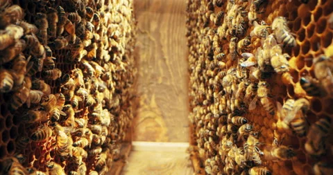 Close up shot selective focus super macro of bees on honey comb. Bees colony in Stock Footage 219704091