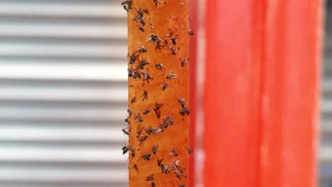 Close up shot selective focus yellow orange sticky tapes flypaper Stock Footage 214297648