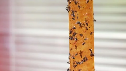 Close up shot selective focus yellow orange sticky tapes flypaper Stock Footage 214297654