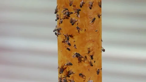 Close up shot selective focus yellow orange sticky tapes flypaper Stock Footage 214297679