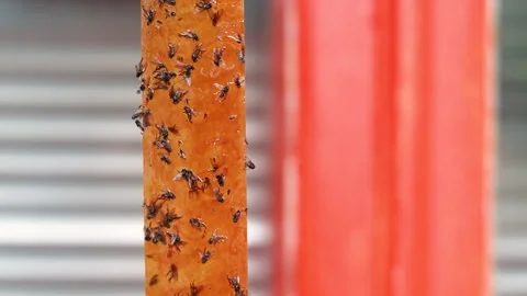 Close up shot selective focus yellow orange sticky tapes flypaper Stock Footage 214297680