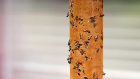 Close up shot selective focus yellow orange sticky tapes flypaper Stock Footage 214297702